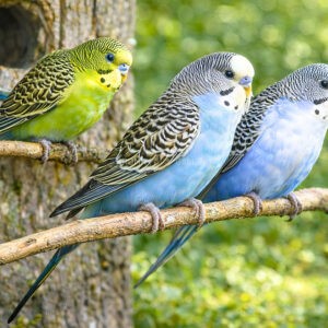 Three budgies