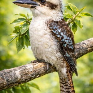 Kookaburra