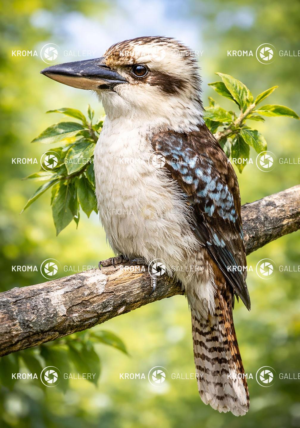 Kookaburra