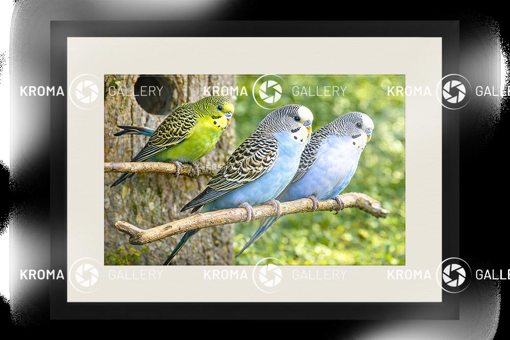 Three budgies - Image 2
